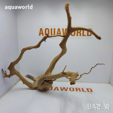 Корен Азалия 3