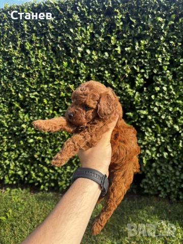 Мини пудели / Mini Poodles, снимка 4 - Пудели - 55286833