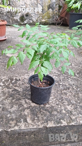 Продавам декоративно растение Китайски мехурник (Koelreuteria paniculata)