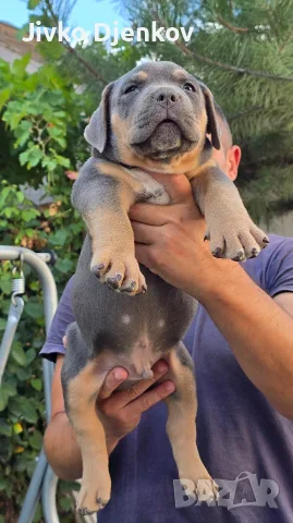 Американско були ХЛ /American bully XL, снимка 3 - Други - 55673984