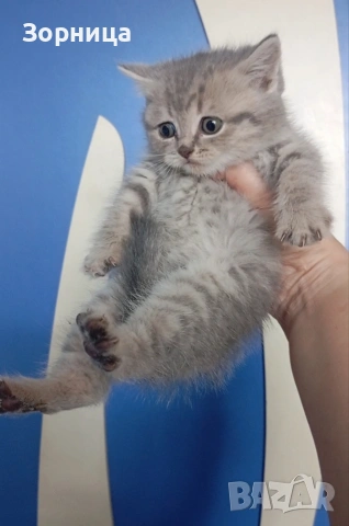 Британско коте, снимка 13 - Британска късокосместа - 54330863