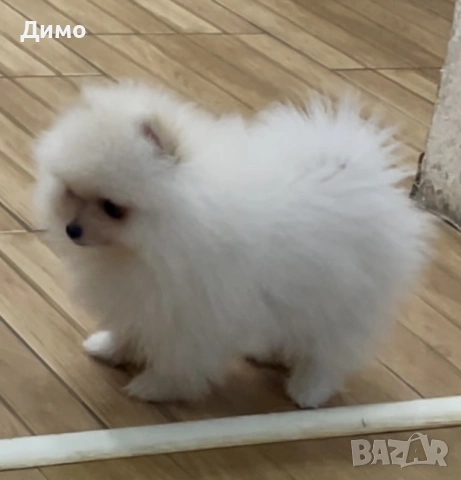 Померан, снимка 8 - Померан - 53821484