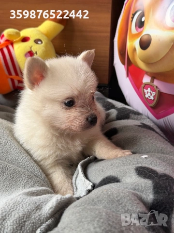 Померанчета , снимка 4 - Померан - 54214418