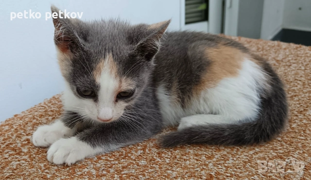 Подарявам малко котенце, снимка 5 - Други - 55010344