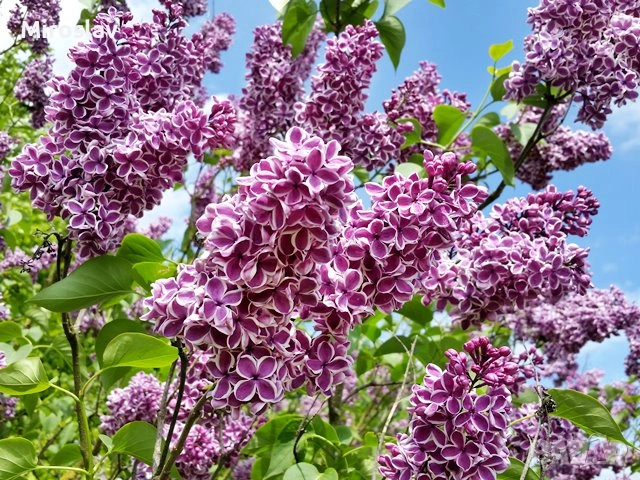 Люляк двуцветен („Сензация“)