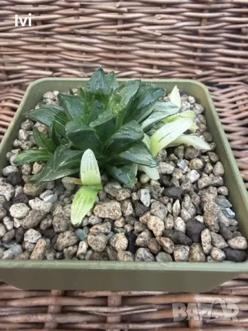 Рядка Вариегатна Хавортия (Haworthia retusa f. variegata) – Колекционерска, снимка 4 - Стайни растения - 55541493