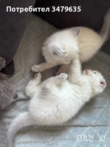 Шотландски/ британски котета , снимка 5 - Други - 54579117