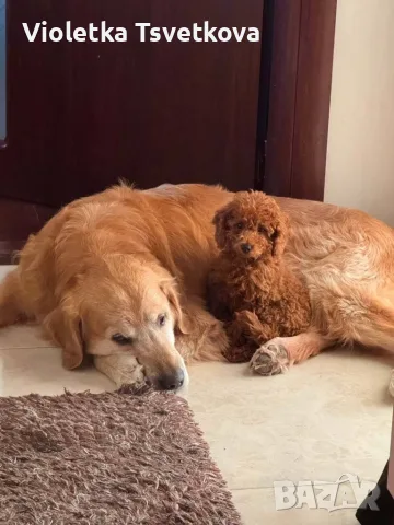 🐶 Продавам прекрасни кученца! 🐶  Търсят своя нов, любящ дом! ❤️  Малки, здрави, игриви, снимка 4 - Немска овчарка - 55397941