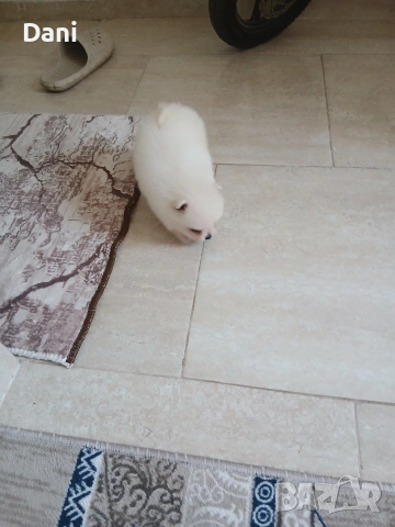 Mini Pomeran, снимка 12 - Померан - 54685042
