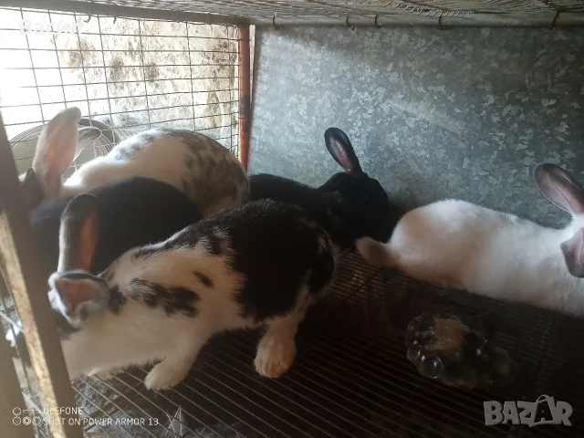 Зайци домашни различни видове, снимка 11 - Други животни - 51395663