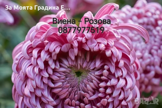 Хризантема разсад за юни месец!!, снимка 7 - Разсади - 54032482