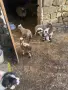 продавам стадо овце , снимка 1
