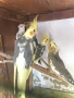Папагали Корели , снимка 1