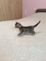 Бенгалски котета, снимка 1