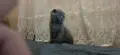 British Shorthair 61 дена, снимка 2
