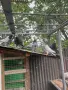Пазарджишки гълъби, снимка 13