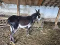 Магаре със самар спешно , снимка 2