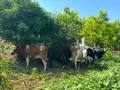 Продавам крави и телета с. Брест област Плевен, снимка 11
