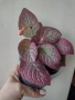 Еписция, episcia Strawberry patch, снимка 1
