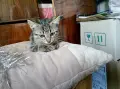 Търсим дом за Леа, снимка 8