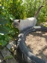 Британски котки, снимка 1