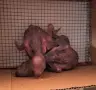 Ръчно хранени папагали Еклектус/ бебета, снимка 1