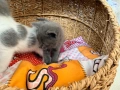 Британска котка , снимка 3