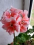 Пеларгониум зонале(Моловка праскова), снимка 1