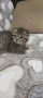 Британски котета , снимка 10