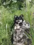 Женско дългокосместо мини чихуахуа, снимка 12