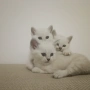 Колор Пойнт Британчета, снимка 3
