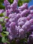 Люляк / Lilac, снимка 10