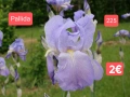 Ириси за продажба 18 броя обява 1, снимка 17