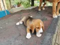 Бигълчета родени юни месец, снимка 6