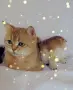 Шотландско мъжко Скоттиш Фолд. , снимка 2