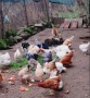 домашни кокошки и зайци , снимка 1