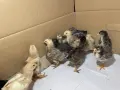 Пилета шведски исабар  и великденска носачка , снимка 1