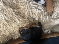 Пинчерчета чистокръвни , снимка 8