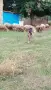 Продавам алпийска коза на първо, снимка 3