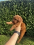 Мини пудели / Mini Poodles, снимка 4