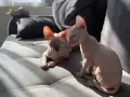 момченце канадски Сфинкс , снимка 2
