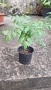 Продавам декоративно растение Китайски мехурник (Koelreuteria paniculata), снимка 1