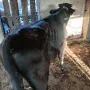 Телета мъжки на, снимка 5