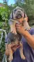 Американско були ХЛ /American bully XL, снимка 3