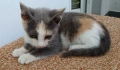 Подарявам малко котенце, снимка 5