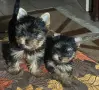 супер мини джудженце, снимка 4