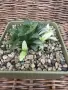 Рядка Вариегатна Хавортия (Haworthia retusa f. variegata) – Колекционерска, снимка 4