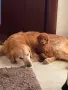 🐶 Продавам прекрасни кученца! 🐶  Търсят своя нов, любящ дом! ❤️  Малки, здрави, игриви, снимка 4
