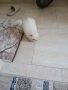 Mini Pomeran, снимка 12