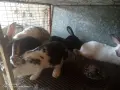 Зайци домашни различни видове, снимка 11